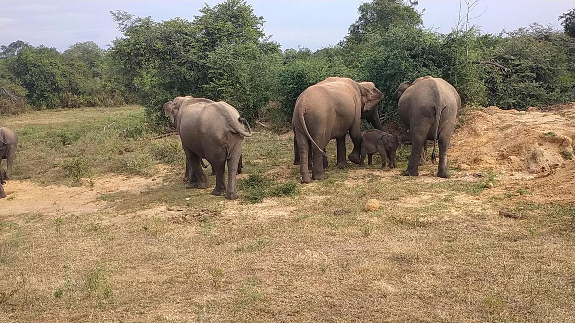 Family Resort ウダワラウェ エクステリア 写真